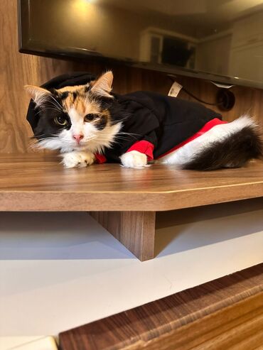 Pişiklər: Her biri pulsuz yaxsi ailelere sahiblendirilir. temiz ev piwikleridir — 1