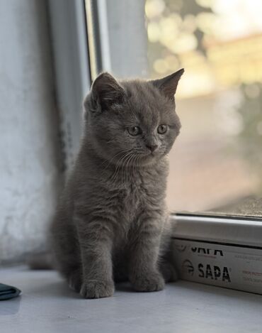 наполнитель для животных: Британская короткошёрстная, 2 месяца, Мальчик, Серый, С документами
