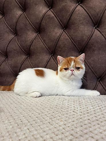Mačke: Na prodaju egzotični kratkodlaki mačići (Exotic Shorthair) — 1