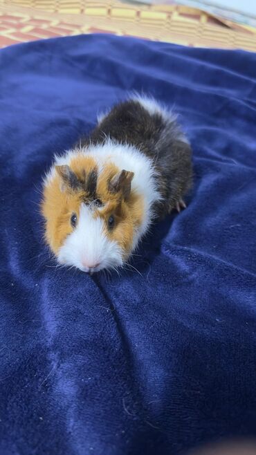 Морские свинки: ПРОДАЮ МОРСКУЮ СВИНКУ! •ДЕВОЧКА •РОДИЛАСЬ 16 ОКТЯБРЯ •ПУШИСТАЯ — 1