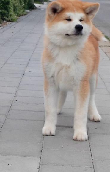 nemački ovčar: AKITA INU – VRHUNSKO FCI LEGLO | KUMA KAI KENNELS Odgajivačnica Kuma — 6