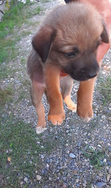 etibarli ellere verilen itler: 1 ay — 3
