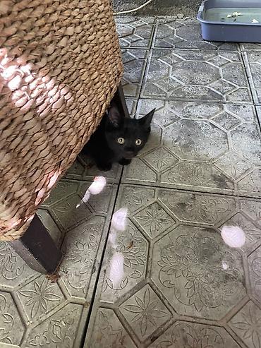 отдам котят даром: Котята, домашние. На фото — малыши классического окраса: черные и — 4