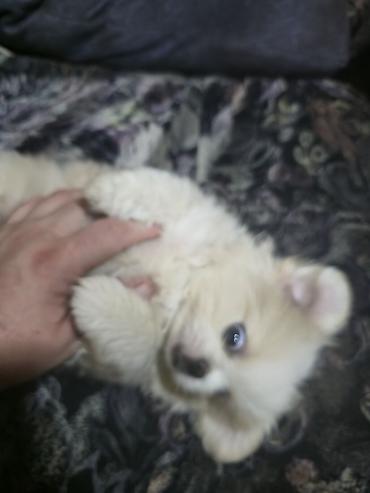 İtlər: Pekines, 2 ay, Dişi — 23