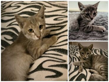 продажа кукурузы в початках: Беловодск! 3 девочки, отдам в добрые руки 🐾 Милые, ласковые и игривые