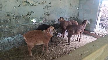 Баран, овца: Продаю | Ягненок — 9