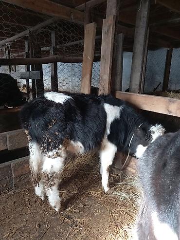 Inəklər, öküzlər: Dişi, il: 1, 100 kq, Südlük — 1