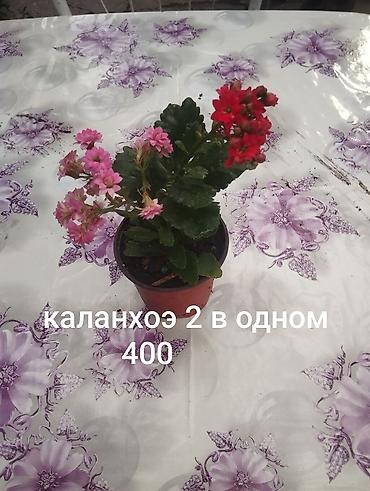 Другие комнатные растения: Комнатные растения 1) Сансевиерия (сансевьера, «тещин язык») - — 10