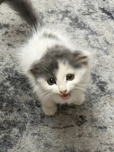 кот мальчик: 2 месяца, Мальчик