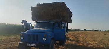 сокол купить: Продаю | Овца (самка) — 2