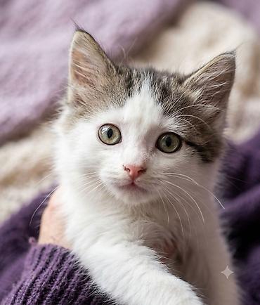 Отдам даром кошку: Котята полудлинношёрстные, окрасы: серо-белый табби и бело-тигровый — 2