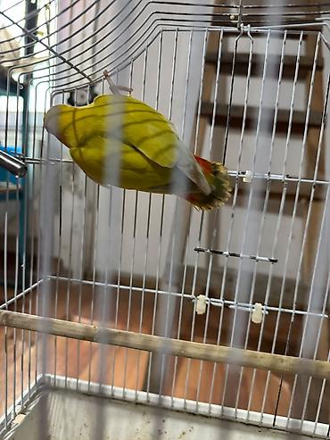 золотая шиншилла котенок: Naxçıvan tutuquşusu (lovebird) – parlaq rəngli cüt - Rəngləri: əsasən — 10