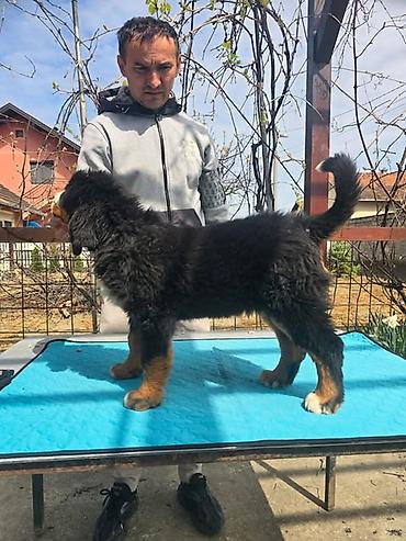 Psi: Bernski planinski pas štenci Na prodaju štenci BERNSKOG PLANINSKOG PSA — 4