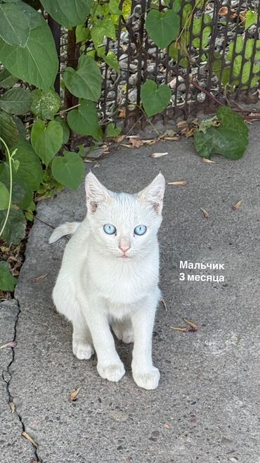 чипы для животных: Котята в добрые руки 💕 3 месяца Проглистованы, к лотку приучены