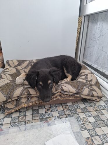 где продают собак: Ит бекер берилет: Жөнөкөй ит, 2 айлык, Ургаачы