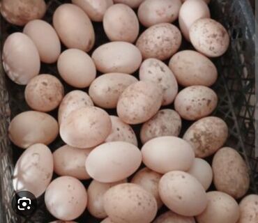 Daşıma çantaları: Lombraun yumurtasi 0.50 qepik