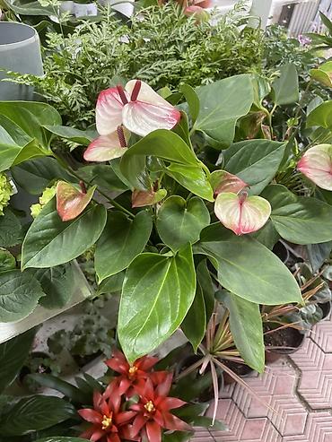 Антуриум (Anthurium) в горшке — декоративно-цветущее комнатное lalafo.kg да Антуриум (Anthurium) в горшке — декоративно-цветущее комнатное