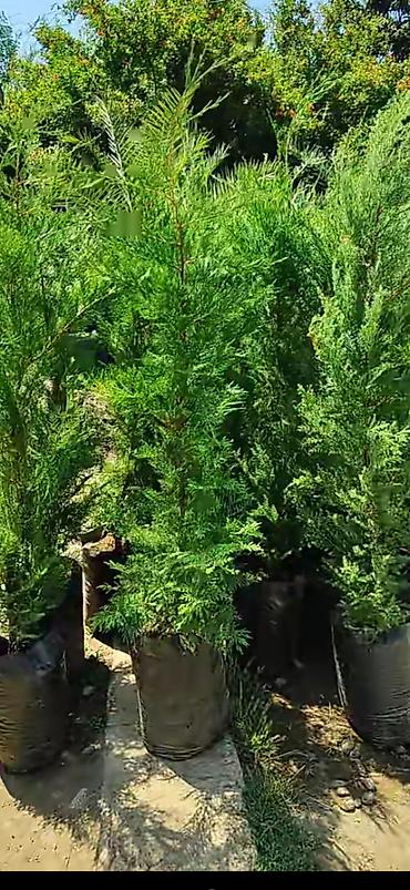 ağaç satışı: Leylandra – əkilməyə hazır tinglər - Növ: iynəyarpaq həmişəyaşıl — 3