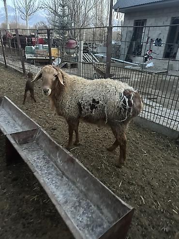 Баран, овца: Продаю | Баран (самец) | Полукровка | Для разведения — 16