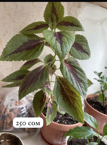 аквариумные растения: Аламедин-1, дом 36 Комнатные цветы,🌺, колеусы. Уступлю при покупке