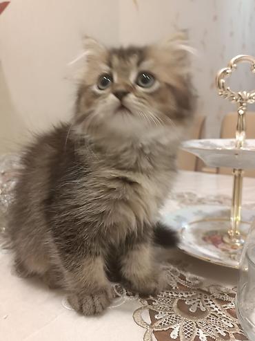 Pişiklər: Britan — 1