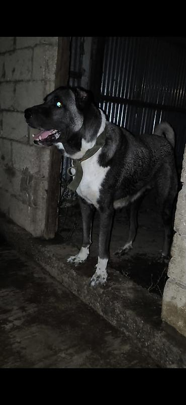 İtlər: Kanqal, Dişi -da lalafo.az — 8 İtlər: Kanqal, Dişi — 8