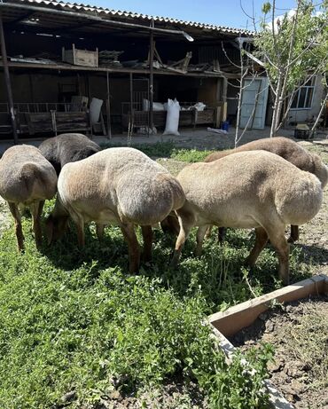 продам дуб на корню: Продаю | Овца (самка) | Арашан, Полукровка, Гиссарская | Для разведения, На забой | Ярка