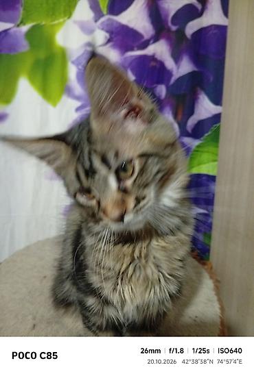 кошка сокулук: Гиганты Кошачьего мира❤️ Мейн-Куны❤️❤️❤️Монопольный Мини питомник — 5