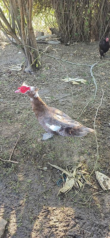 ordəy balası: Musk ördəyi (hind ördəyi) – təsərrüfat üçün - Cins: Muscovy (hind — 1