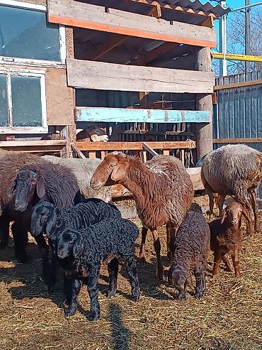 Баран, овца: Продаю | Ягненок | На забой | Племенные — 9