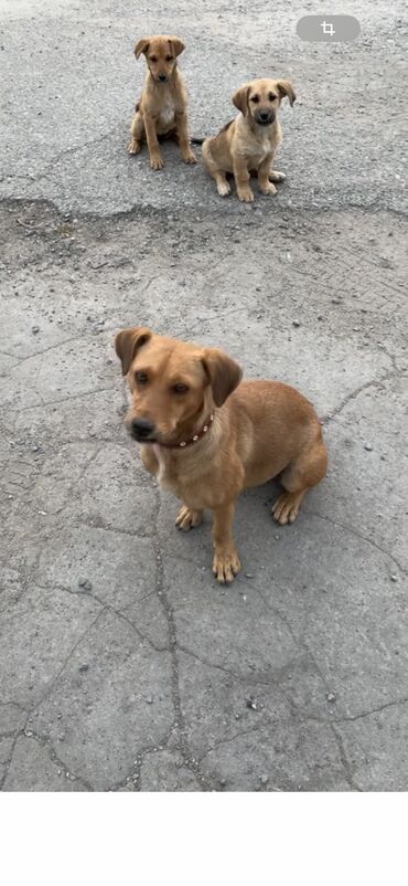 куплю восточно европейскую овчарку: Ит бекер берилет: Жөнөкөй ит, 1 жаш, Ургаачы