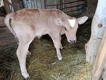 Коровы, быки: Продаю | Тёлка | На откорм — 7
