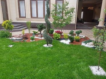 Газон: Живой Газон и Автополив Дизайн жасайбыз баасы келишим турдо болот! — 22