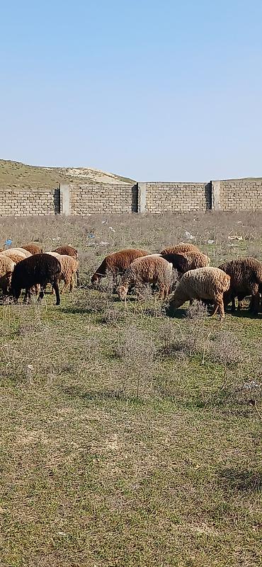 Qoyunlar, qoçlar: Mal-qara: Qoyun sürüsü Təsvir: - Şəkillərdə müxtəlif rəngli (qonur — 4