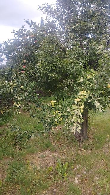 Продажа коттеджей и домов: Продаю дом с участком 8 соток и хоз.постройками в Ананьево. Жилой дом — 17