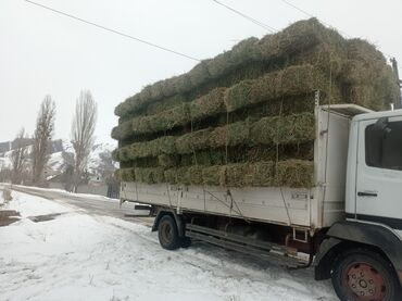 трава для животных: Соно горное тоо ЧОП Кеминское с доставкой любой регион