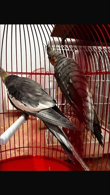 Tutuquşları: Hazır korella cütləri satılır cütü 60 manat hər iki cütü götürən olsa — 4