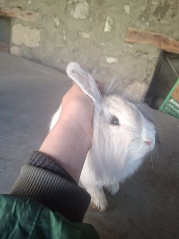 Dovşanlar: Uzun tüklü dekorativ dovşan - Növ: dekorativ, uzun tüklü (aslanbaş — 2