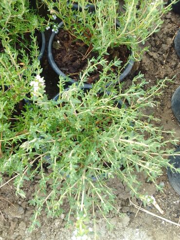 Çöl bitkiləri: Həmişə yaşıl — 14