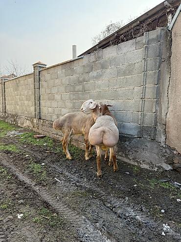 Баран, овца: Продаю | Баран (самец) | Арашан | Для разведения — 9