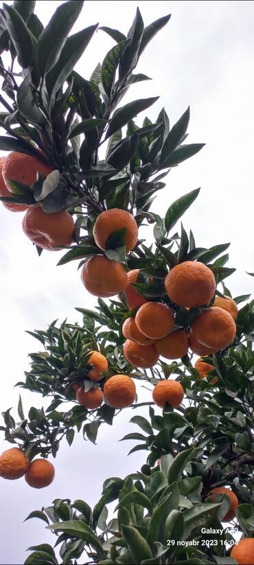 bağ verərəm: Salam.Şəkildə gördüyünüz sitrus(limon,naringi,portağalkinkan)