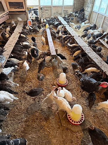 tuk tuk az: Dekabirin 10nan satışa başlıyırığ.
Amerikan Bronz Hinduşkaları — 5