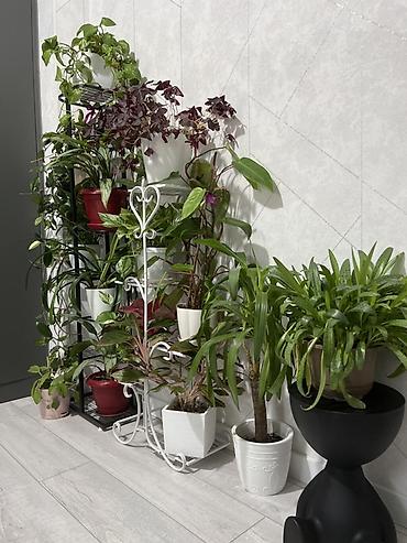 Фикусы: Фикус Бенджамина в напольных кашпо - Два взрослых деревца в отдельных — 32