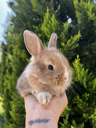 ereb dovşanı: 1 aylıq balaca🐰 Hazırda məndə bu çox şirin dovşanım var 🥹🤍 Çox şirin — 2