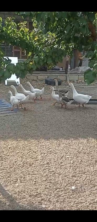 qaz farm: Qaz sürüsü – ev quşları Məhsul təsviri: - Ağ və boz rəngli yerli — 1