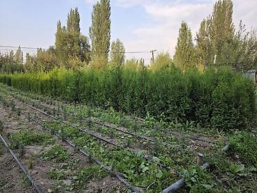 купить плед одеяло: Сиздер учун ийне жалбырактуу кооз осумдуктор сатууга чыкты Бизде — 10