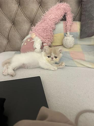 Mačke: Na prodaju mačići persijske egzotične (Exotic Shorthair) rase. Vrlo — 8