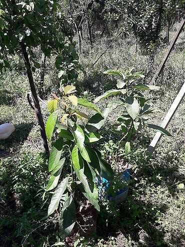 Avokado fidanı
-hazir dipcekde lalafo.az -da Avokado fidanı
-hazir dipcekde