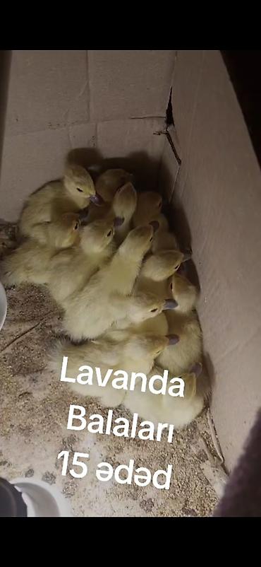 pulsuz it satilir: Lavanda balaları – 15 ədəd unvan Baki Binə kim isdəyir buyursun wpa — 1