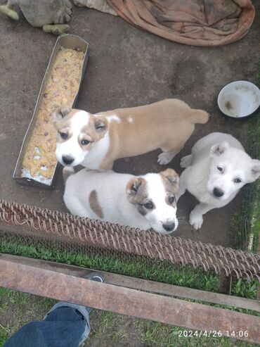 Собаки: Продаются щенки Алабаи окончательная сучки возраст 2 месяца 11